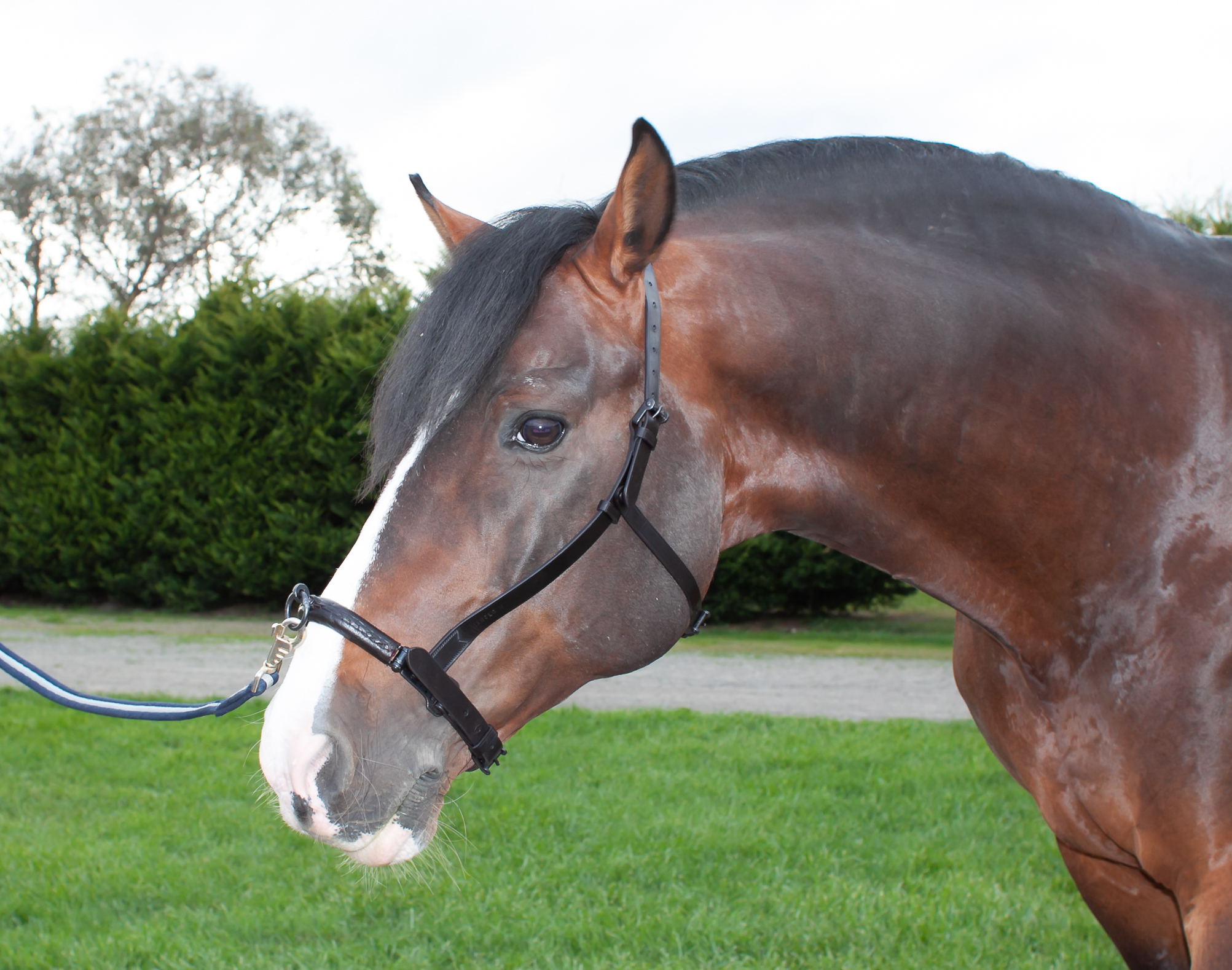 Cavesson on Brown Horse