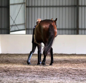 Manolo Mendez training a horse with a bamboo cane