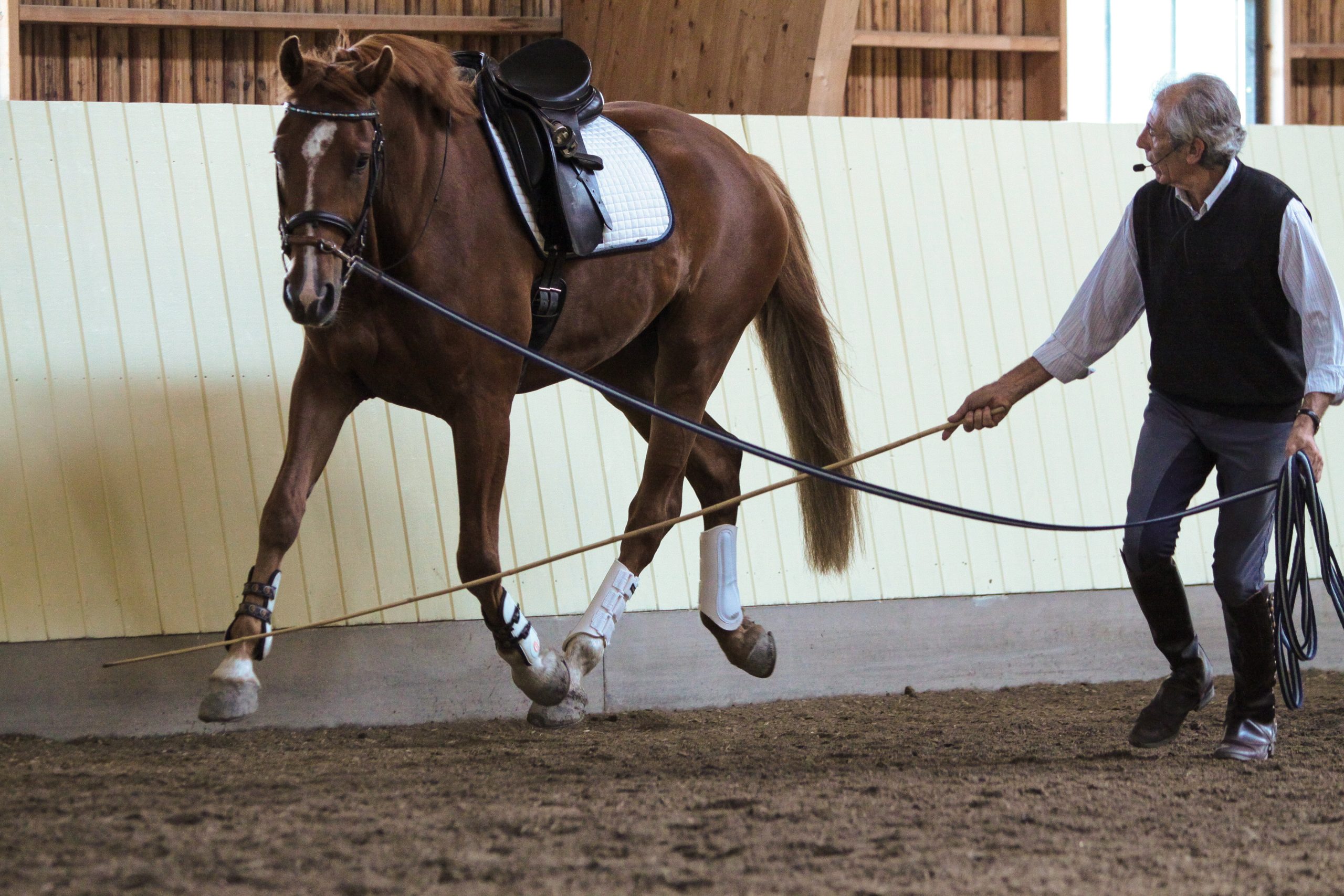Manolo Mendez guiding a horse with a bamboo cane and his original Cavesson