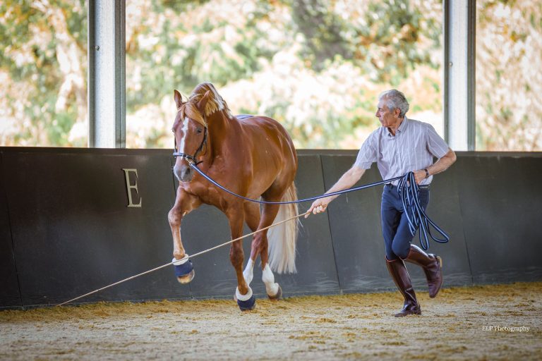 Manolo Mendez training a horse with a bamboo stick