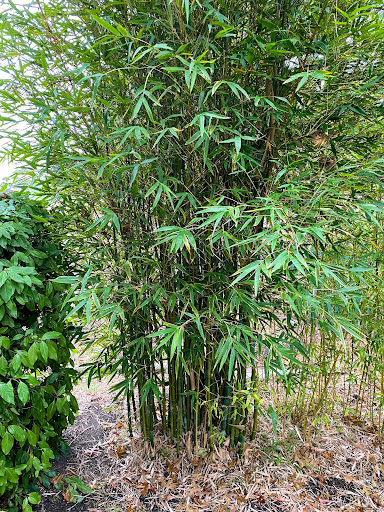 bamboo tree
