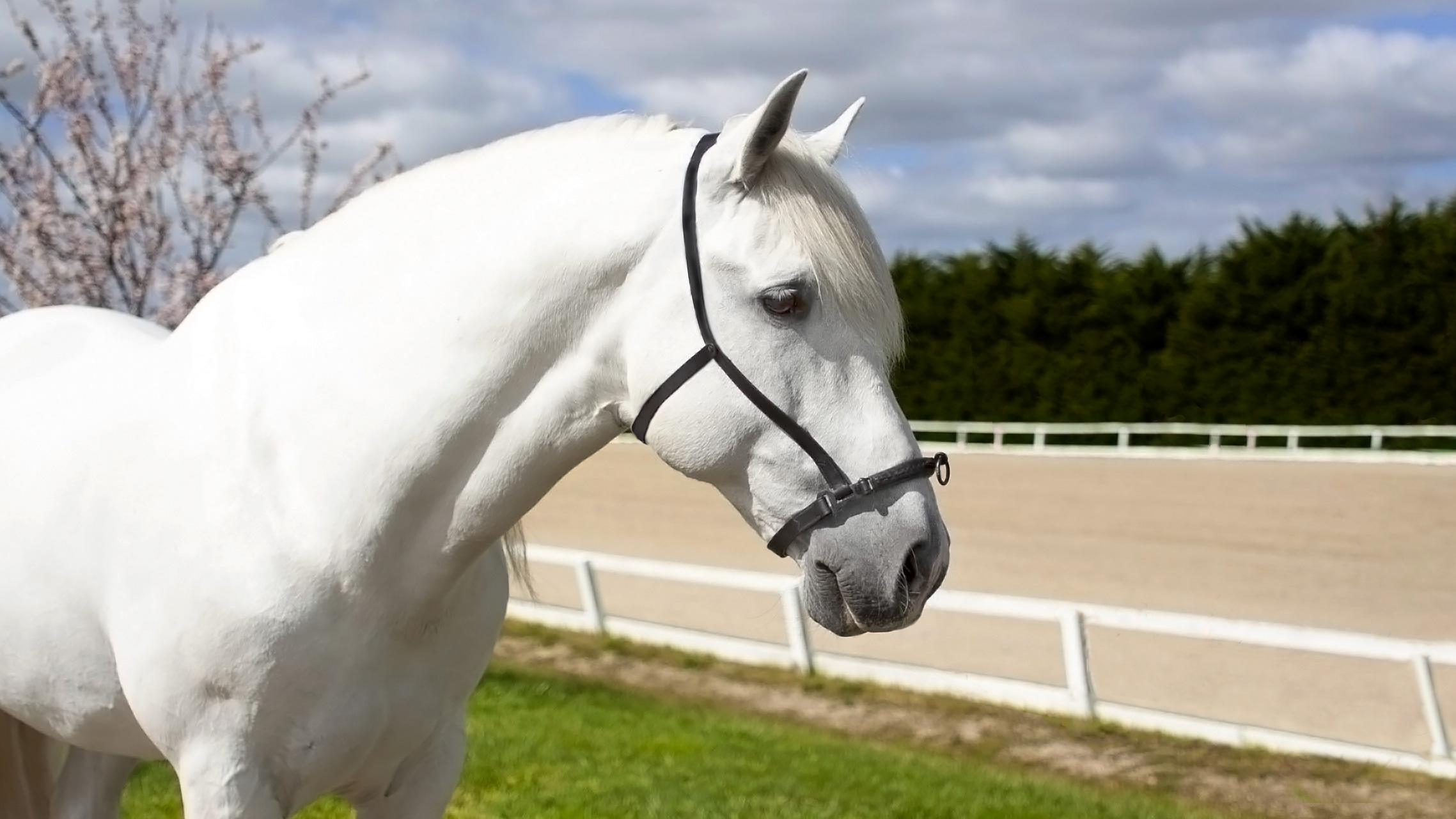 cavesson-hero-20240123